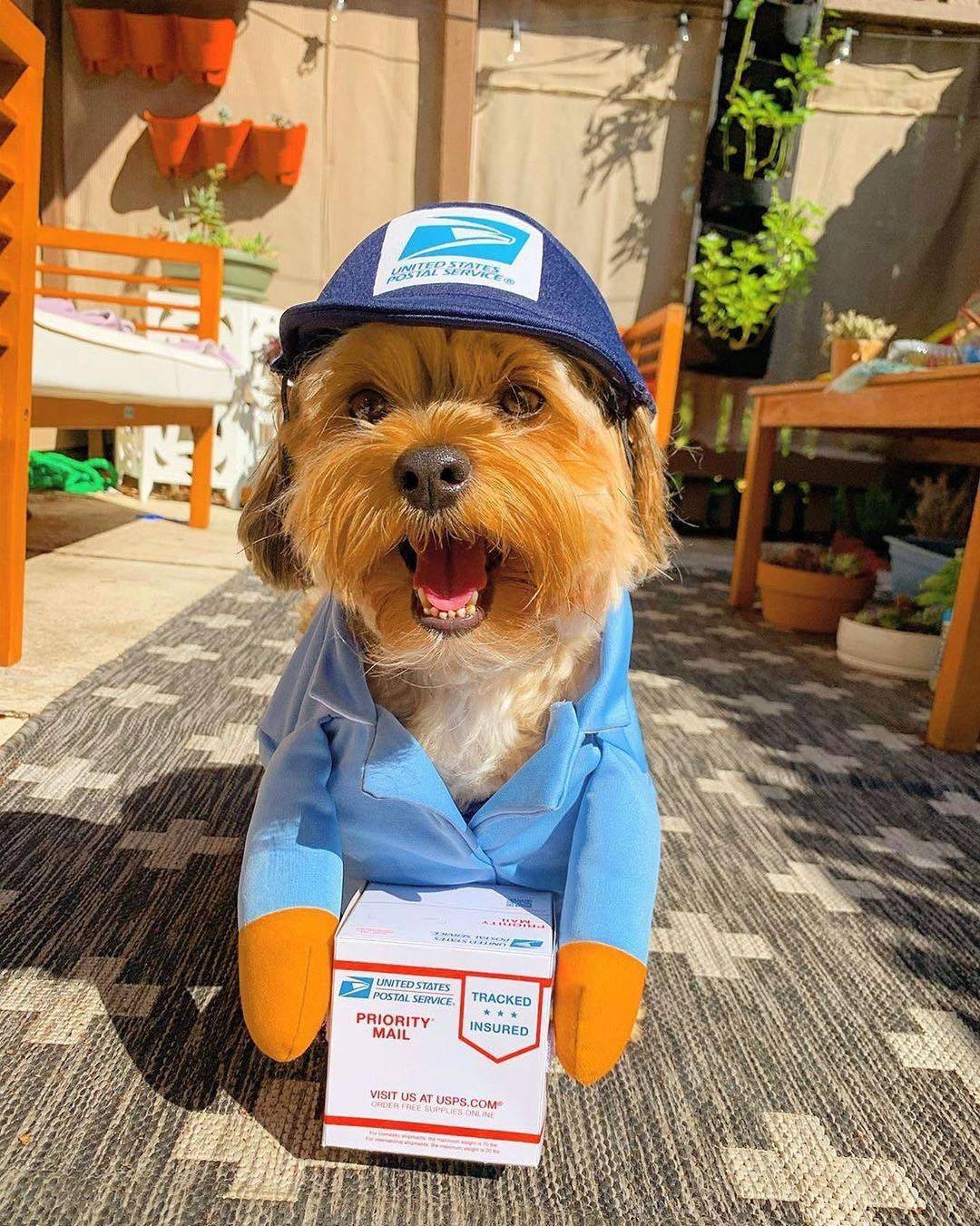 Delivery dog and cat costume