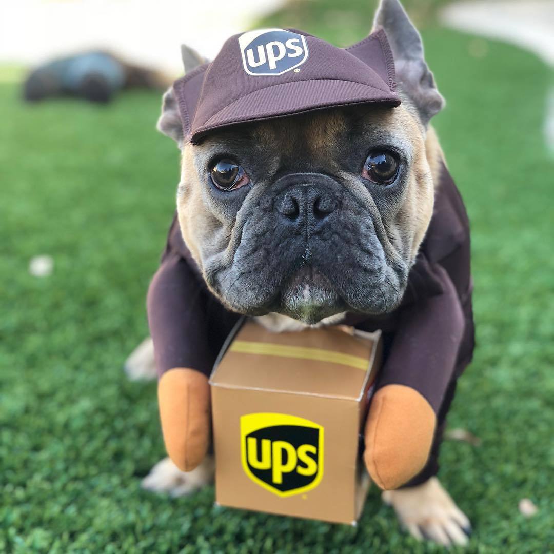 Delivery dog and cat costume