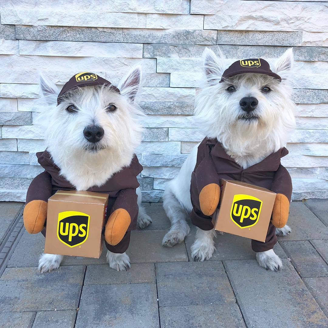 Delivery dog and cat costume