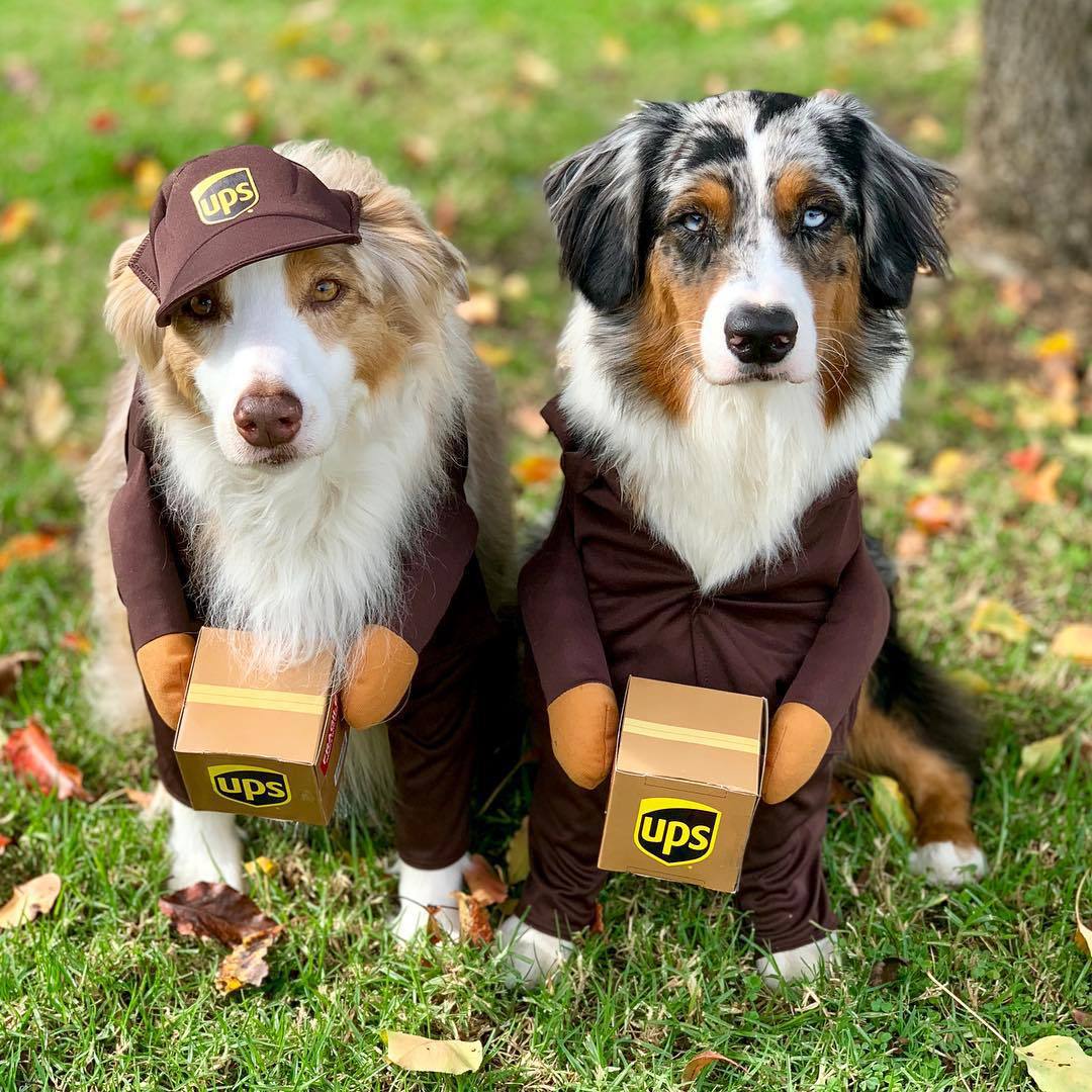 Delivery dog and cat costume
