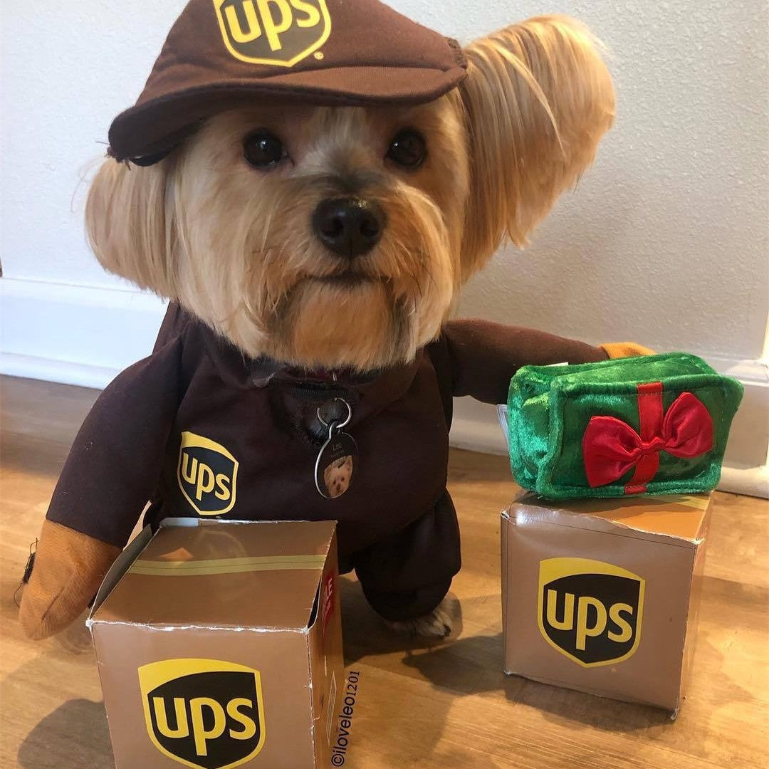 Delivery dog and cat costume
