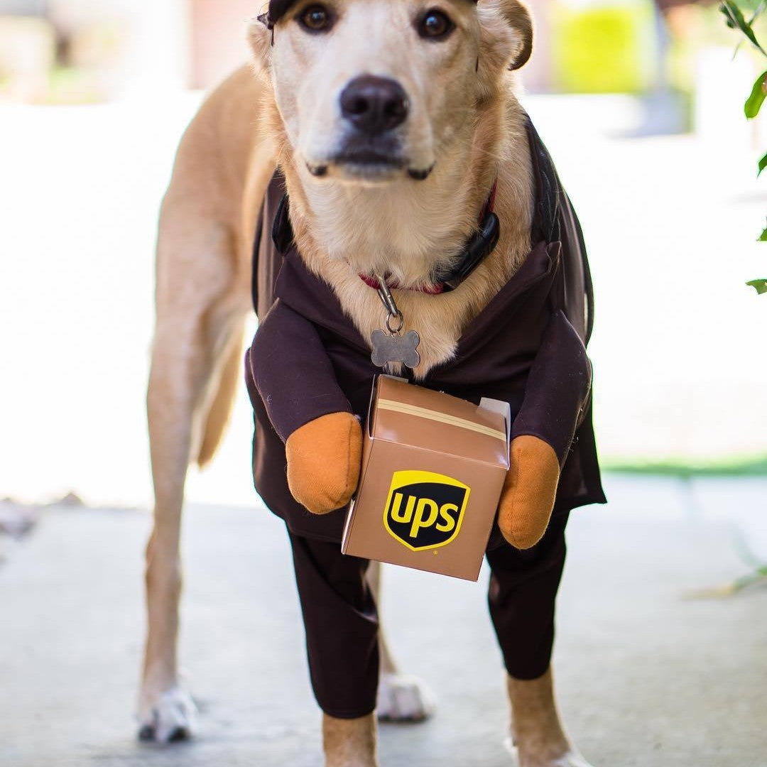 Delivery dog and cat costume